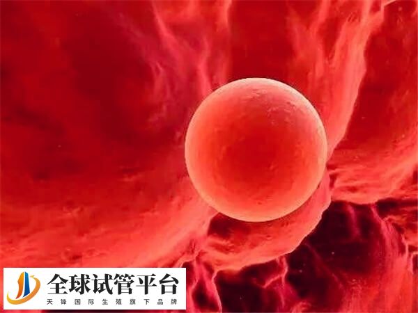 囊胚移植成功率大约在50%-60%左右