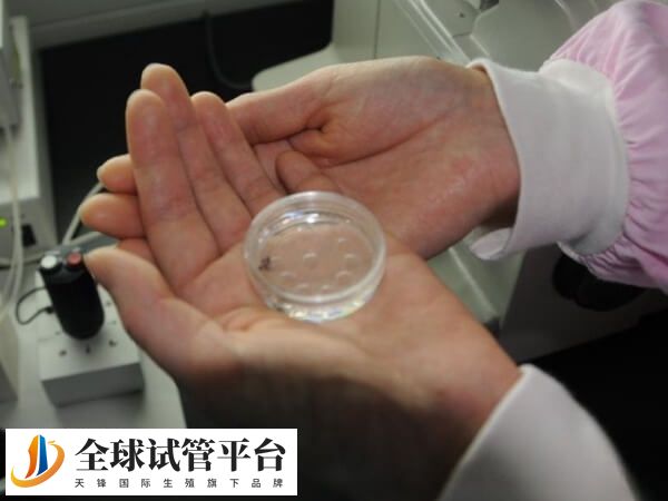 鲜胚移植成功会引起口味变化