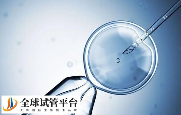 鲜胚7c2指胚胎经过7个细胞分裂