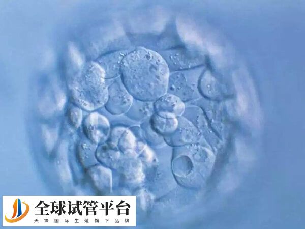 鲜胚6c2的细胞数量较少