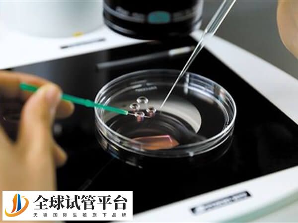 精子活力低采用精液分离术能提高受精率
