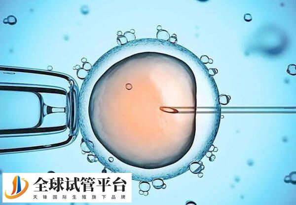 D5囊胚冻融移植后的临床妊娠率比较高