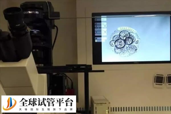 前3天的胚胎为卵裂期胚