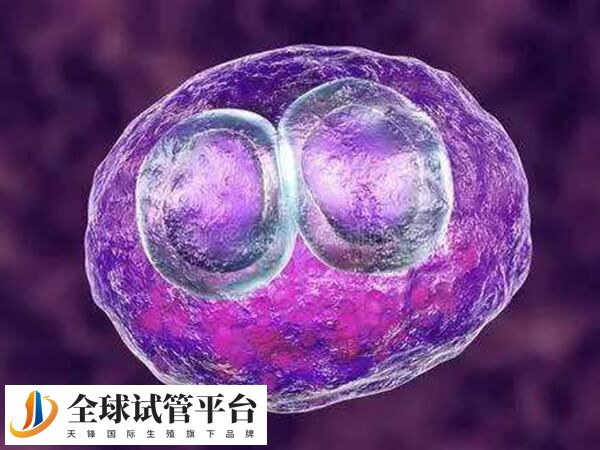 胚胎移植2-3个成功率高