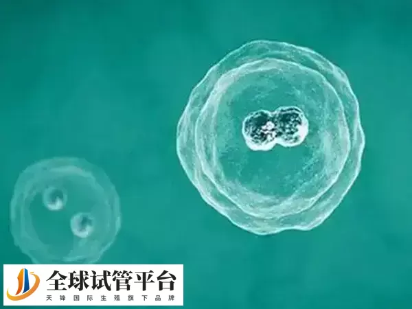 冻胚移植适合卵巢过度刺激的患者