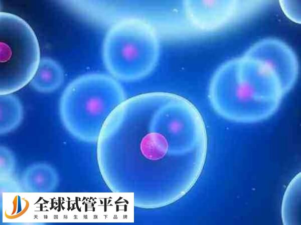 人工周期移植冻胚一般不需要等卵泡排掉