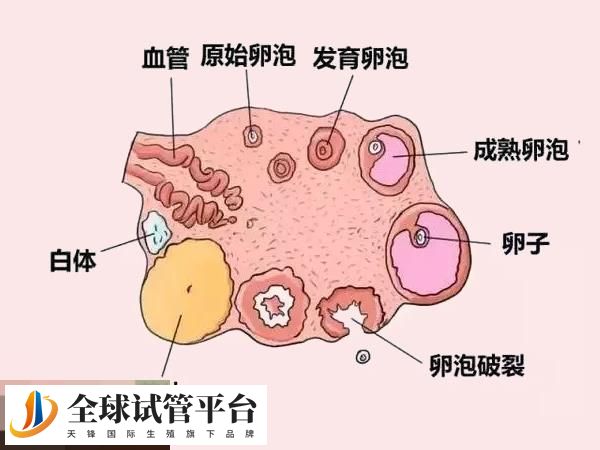25个卵泡可用超长方案