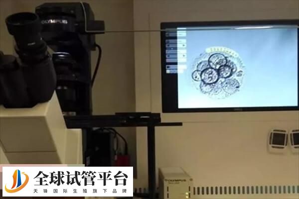 前3天的<a href=https://www.nzzt.cn/topic/246.html target=_blank class=infotextkey>胚胎</a>为卵裂期胚