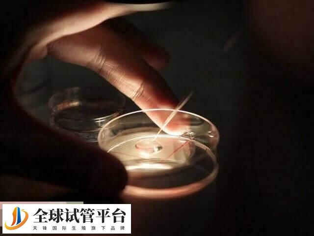 囊胚培养的过程也是优胜劣汰的过程