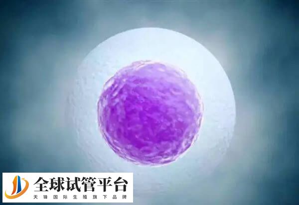 移植胚胎后在宫内着床需要时间和条件