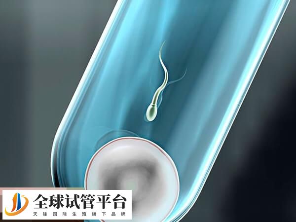 囊胚移植的成功率大概在50%-60%左右