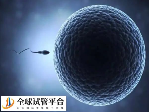 试管取卵是一种常见的辅助生殖技术