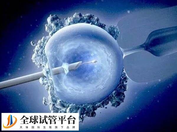 取卵和胚胎移植是两个完全不同的过程