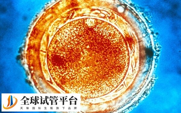 取卵是一个相对刺激性较大的过程