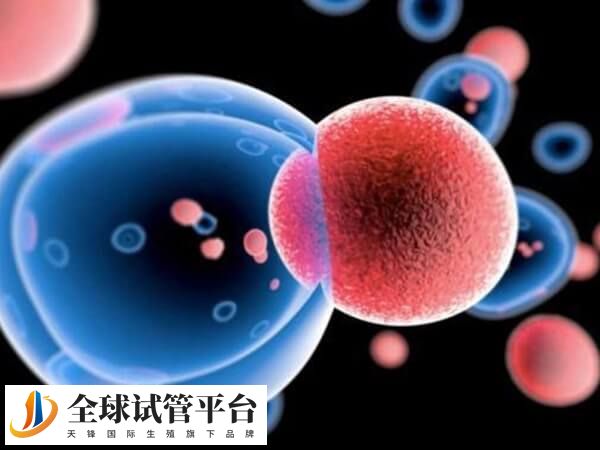 做试管婴儿前期是不需要请假的