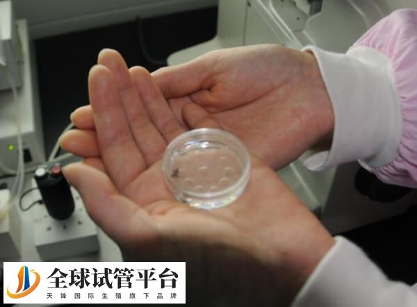 石家庄那个医院做试管婴儿好