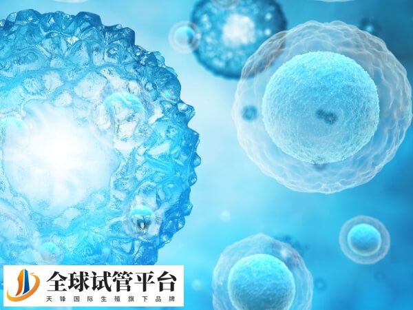 浆乳本身并不直接影响试管助孕治疗