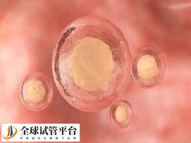 试管促排卵泡少要注意调整治疗方案