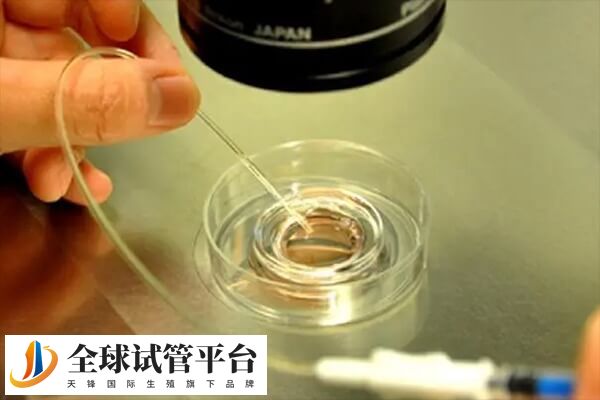 囊胚一期通常表示胚胎处于早期囊胚阶段