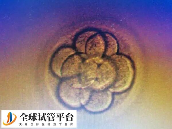 养囊5天还是1期囊胚的妊娠率约为20%-30%
