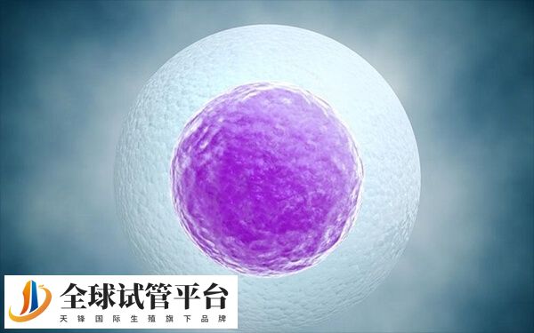 试管囊胚4BC等级质量比较好