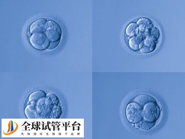 bc囊胚的移植成功率大约在39.0%左右