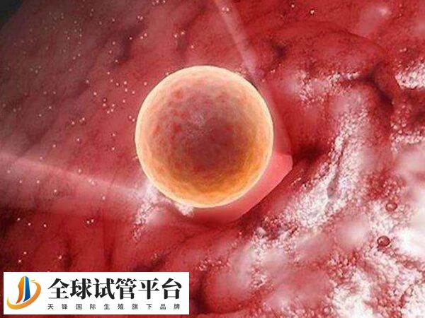 试管移植一个胚胎的成功率也比较高