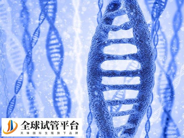 AZFb基因片段大小约3.2Mb