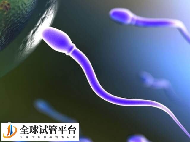 Fertimale是改善备孕男性精子问题的保健性产品