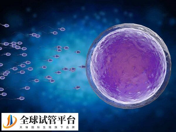 卵泡监测是备孕前必做检查之一