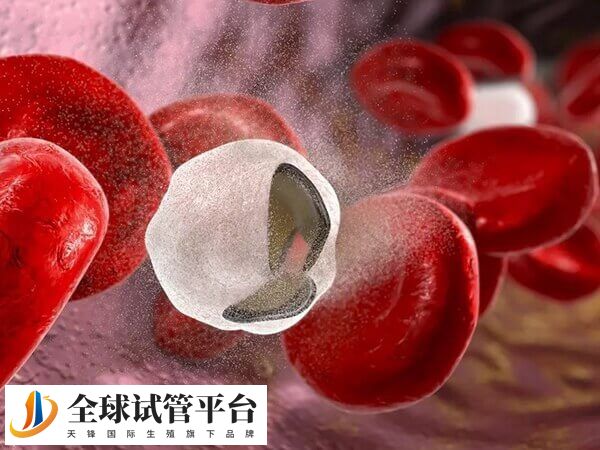 地中海贫血一般不能治愈