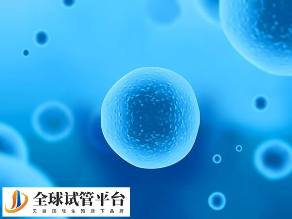 黄促方案的卵泡发育较为同步