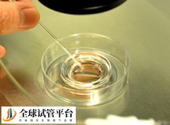 胚胎移植后饮食很重要