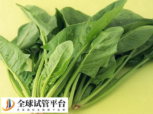 胚胎移植后菠菜要适量食用