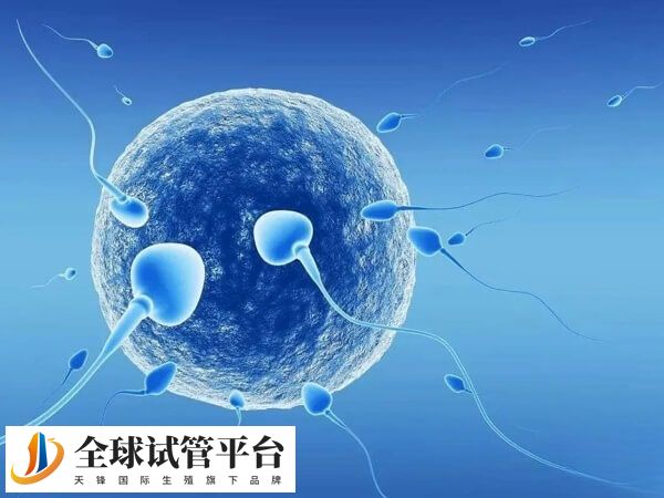 25-30岁女性试管成功率可达60%-70%