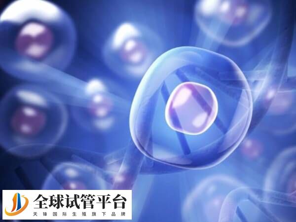 试管移植是希望能够成功怀孕的重要步骤