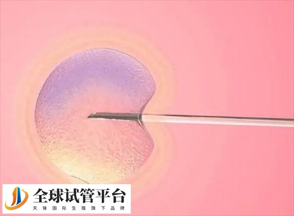 清除肠道粪便可避免肠管膨胀遮挡卵巢视野