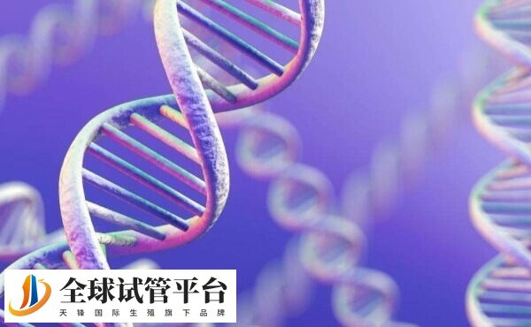 3cc属于D5期囊胚