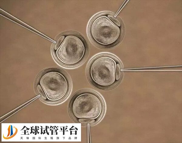 2BC囊胚属于质量相对较低的囊胚