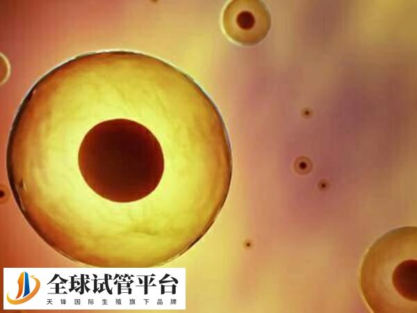 2BC囊胚属于质量相对较低的囊胚