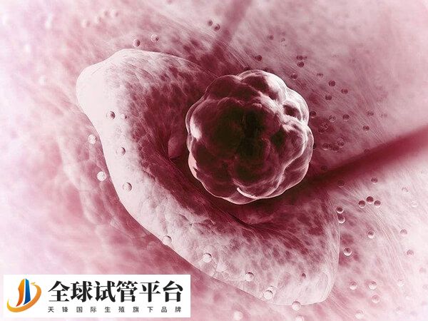 二期囊胚属于早期囊胚阶段