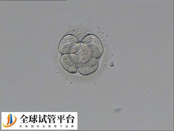 二期囊胚属于中等偏下档次