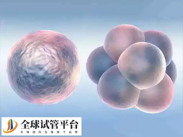 二期囊胚移植之后的成功率大概为30%-40%