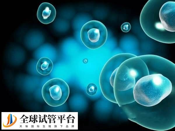 三代试管10个卵子通常是够用的