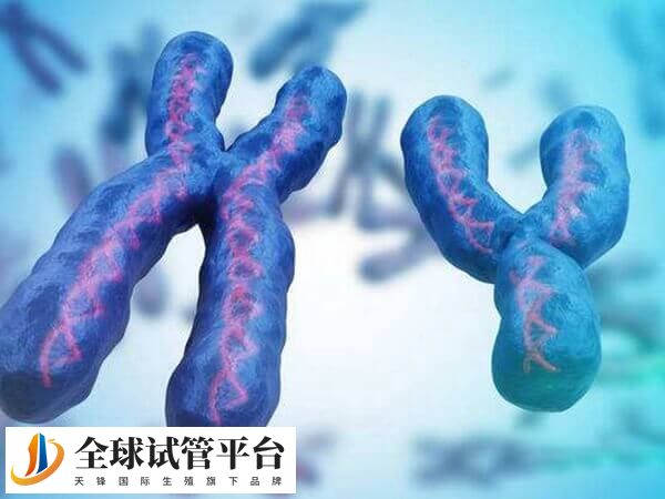 三倍体有三套完整的染色体组