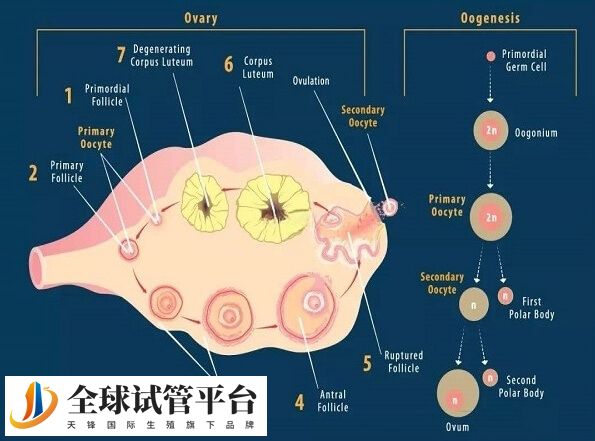 胰岛素是由胰腺分泌的一种重要激素