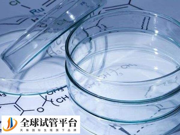 试管婴儿养囊要保证优质胚胎数量充足