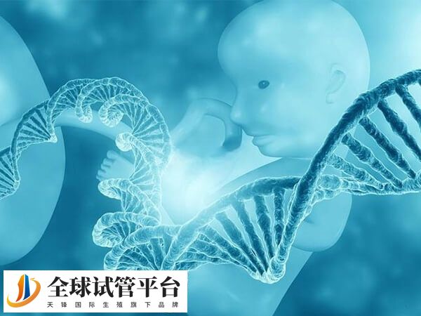 胚胎移植之后游走属不可控因素