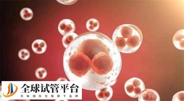 一般情况下4bc囊胚移植成功率在40%左右