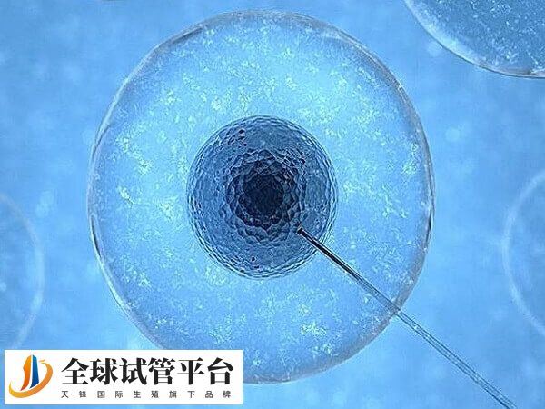 拮抗剂方案可以移植鲜胚